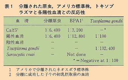 表1 分離された原虫、アメリカ標準株、トキソプラズマと各陽性血清との反応性