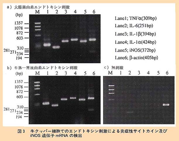 図3 牛クッパー細胞でのエンドトキシン刺激による炎症性サイトカインおよびiNOS遺伝子mRNAの検出