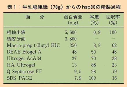 表1 牛乳腺組織からのhsp90の精製過程