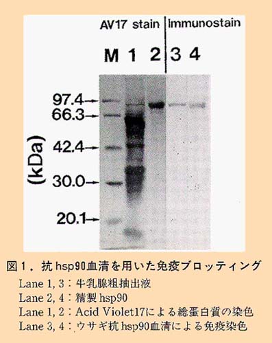 図1 抗hsp90血清を用いた免疫ブロッティング