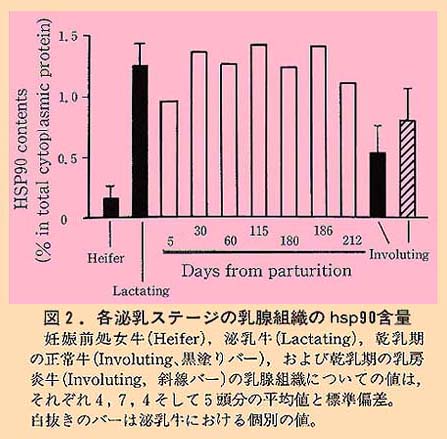 図2 各泌乳ステージの乳腺組織のhsp90含量