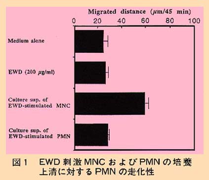 図1 EWD刺激MNCおよびPMNの培養上清に対するPMNの走化性