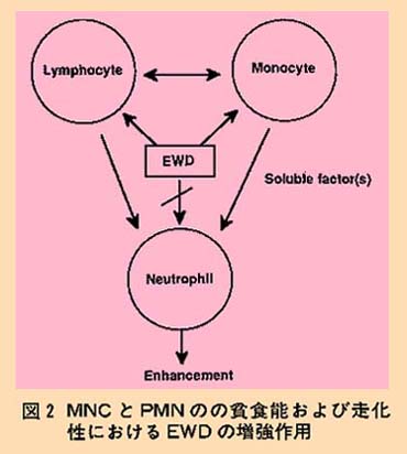 図2 MNCとPMNの貪食能および走化性におけるESDの増強作用