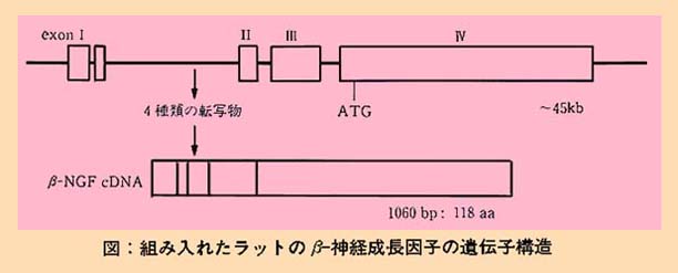 図 組み入れたラットのβー神経成長因子の遺伝子構造