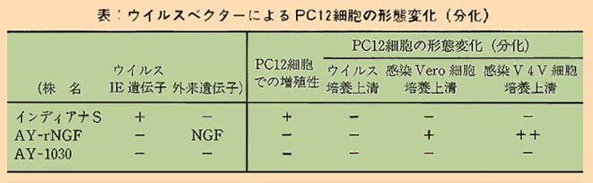 表 ウイルスベクターによるPC12細胞の形態変化