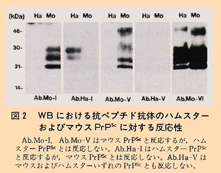 図2 WBにおける抗ペプチド抗体のハムスターおよびマウスPrPに対する反応性