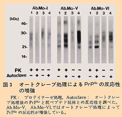 図3 オートクレーブ処理によるPrPの反応性の増強