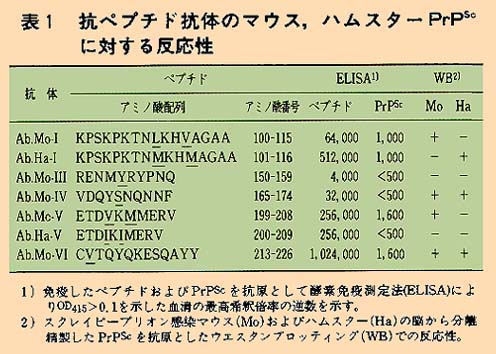 表1 抗ペプチド抗体のマウス、ハムスターPrPに対する反応性