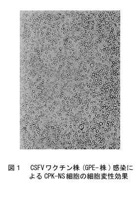 図1.CSFVワクチン株(GPE-株)感染によるCPK-NS細胞の細胞変性効果