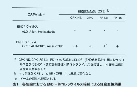 表1.各細胞におけるEND一豚コレラウイルス接種による細胞変性効果