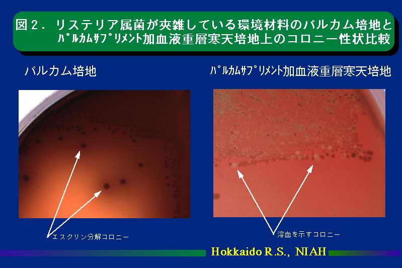 図2.リステリア属菌が夾雑している環境材料のパルカム培地とパルカムサプリメント加血液重層寒天培地上のコロニー性状比較