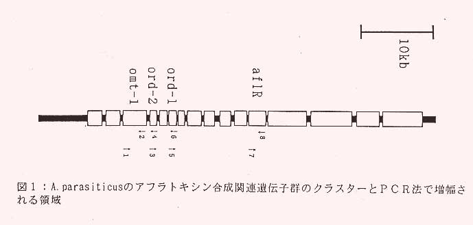 図1.A.parasiticusのアフラトキシン合成関連遺伝子群のクラスターとPCR法で増幅される領域