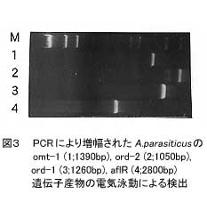図3.PCRにより増幅されたA.parasiticusのomt-1(1:1390dp),ord-2(2:1050bp),ord-1(3:1260bp),af1R(4:2800bp)遺伝子産物の電気泳動による検出
