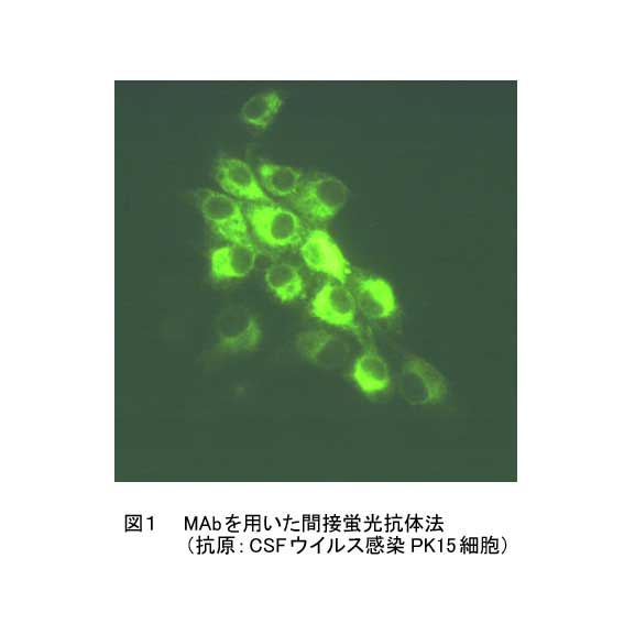 図1.MAbを用いた間接蛍光抗体法