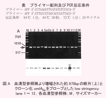 図A.血清型参照株より増幅された約970bpの断片(上)とクローン化omlA5aをプローブとしたlow stringency lane1~12. 各血清型参照株:M.サイズマーカー