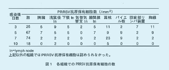 図1.各組織でのPRRSV抗原保有細胞の数