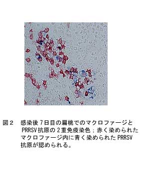 図2.感染7日目の扁桃でのマクロファージとPRRSV抗原の2重免疫染色:赤く染められたマクロファージ内に青く染められたPRRSV抗原が認められる。