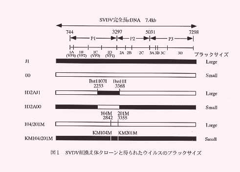 図1.SVDV組換え体クローンと得られたウイルスのブラックサイズ