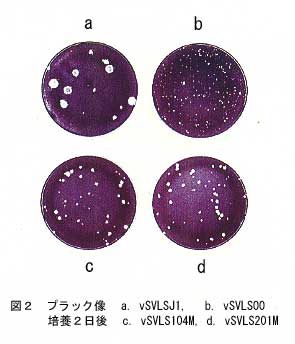 図2.プラック後、培養2日後の比較図