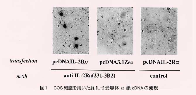 図1.COS細胞を用いて豚のIL-2受容体α鎖cDNAの発現