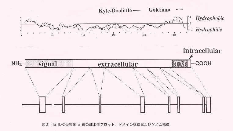 図2.豚IL-2受容体α鎖の疎水性プロット、ドメイン構造およびゲノム構造