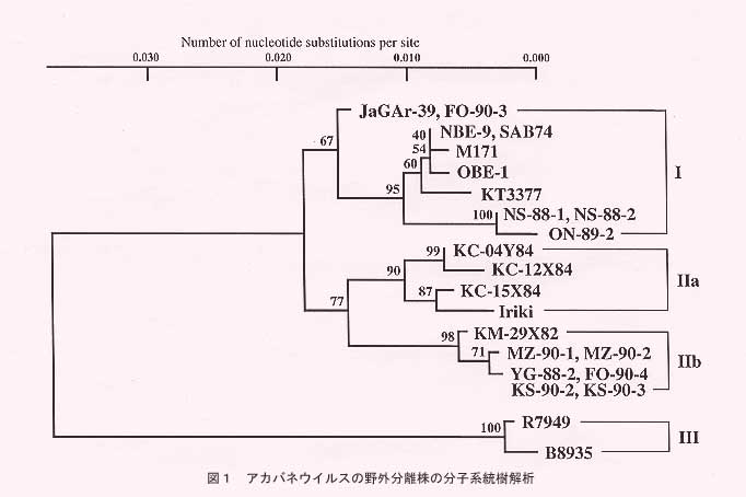 図1.アカバネウイルス野外分離株の分子系統樹解析