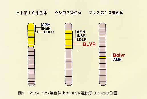 図2.マウス、ウシ染色体上のBLVR遺伝子(Bolvr)の位置