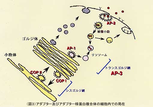 図3.アダプター及びアダプター様蛋白複合体の細胞内での局在