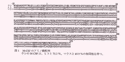 図1.M-CSFのアミノ酸配列