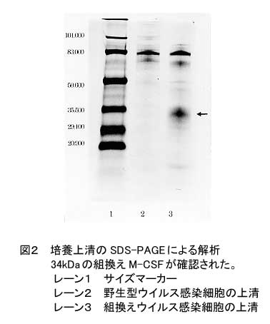 図2.培養上漬のSDS-PAGEによる解析34kDaの組換えM-CSFが確認された。