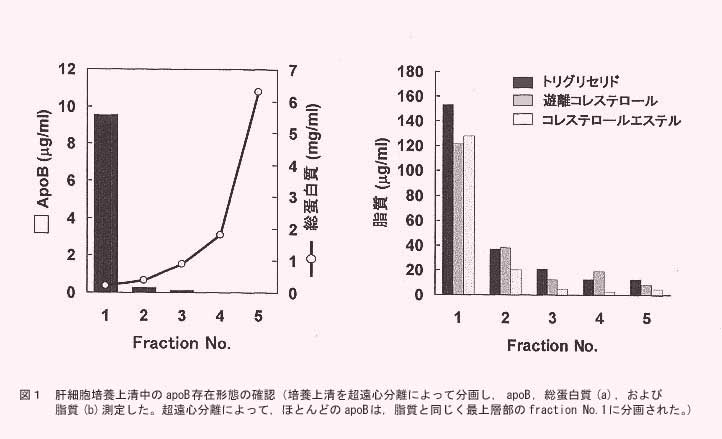 図1.肝細胞培養上清中のapoB存在形態の確認