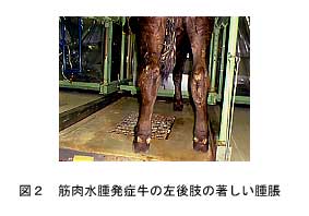 図2.筋肉水腫発症牛の左後肢の著しい腫脹