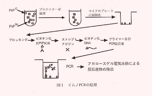 図1.イムノPCRの原理