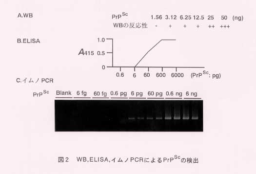 図2.WB、ELISA、イムノPCRによるPrPScの検出