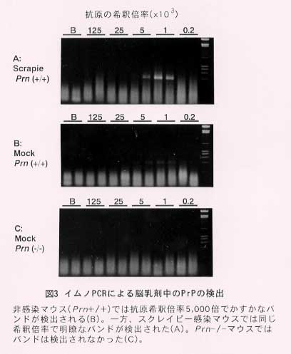 図3.イムノPCRによる脳乳剤中のPrPの検出