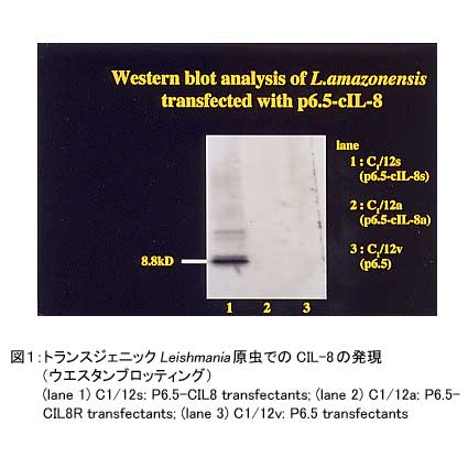 図1.トランスジェニックLeishmania原虫でのCIL-8の発現