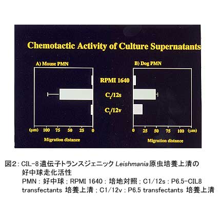 図2.CIL-8遺伝子トランスジェニックLeishmania原虫培養上漬の好中球走化活性