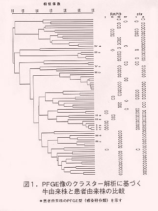 図1.PFGE像のクラスター解析に基づく牛由来株と患者由来株の比較