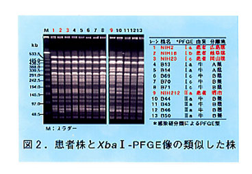 図2.患者株とXbaI-PFGE象の類似した株