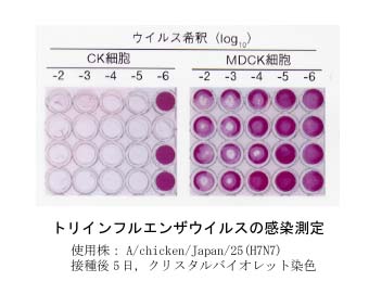 図1 トリインフルエンザウイルスの感染測定