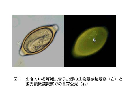 図1 生きている豚鞭虫含子虫卵の生物顕微鏡観察(左)と蛍光顕微鏡観察での自家蛍光(右)