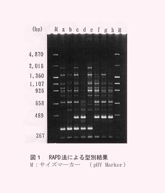 図1 RAPD法による型別結果