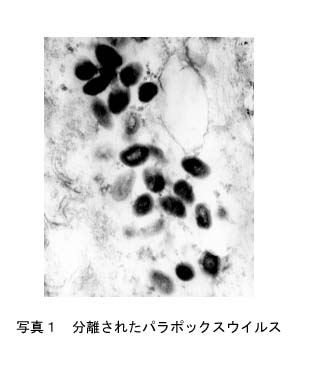 写真1 分離されたパラポックスウイルス