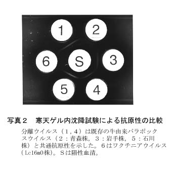 写真2 寒天ゲル内沈降試験による抗原性の比較