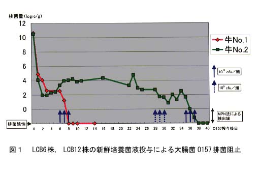 図1 LCB6株、LCB12株の新鮮培養菌液投与による大腸菌O157排菌阻止