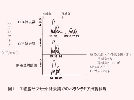 図1 T細胞サブセット除去鶏でのパラシテミア出現状況