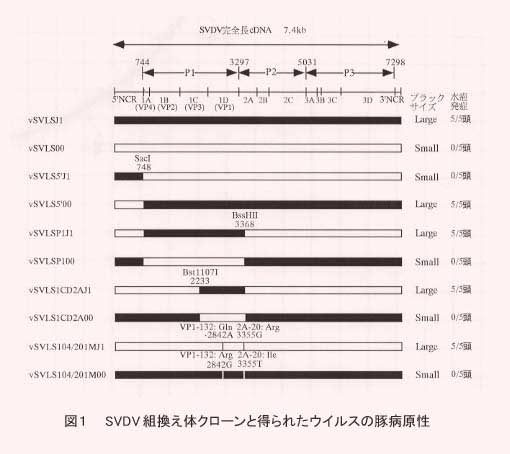 図1 SVDV組換え体クローンと得られたウイルスの豚病原性