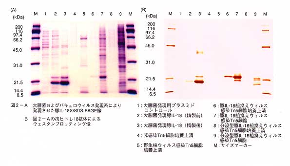 図2-A 大腸菌およびバキュロウイルス発現系により発現させた豚IL-18のSDS-PAGE像 B 図2-Aの抗ヒトIL-18抗体によるウェスタンブロッティング像