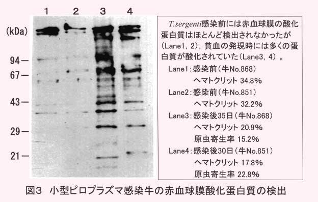 図3 小型ピロプラズマ感染牛の赤血球膜酸化蛋白質の検出