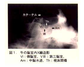 図1 牛の脳室内X線造影